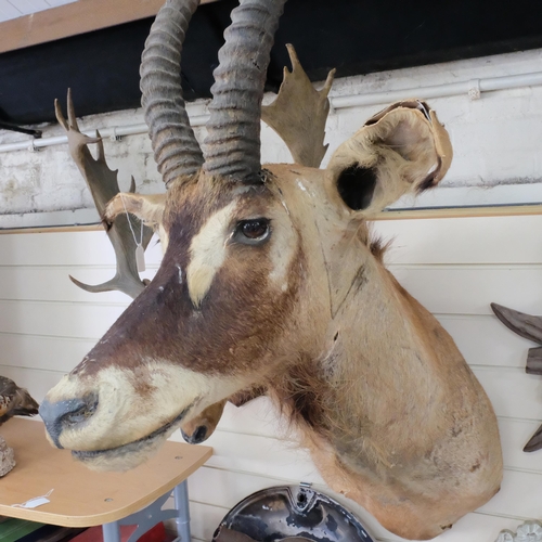 227 - TAXIDERMY - a large antelope head and shoulder, depth 80cm