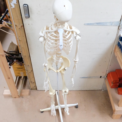 771 - A composition life-size human skeleton, H150cm