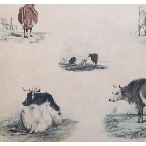 636 - Thomas Sidney Cooper, a set of 4 hand coloured engravings, studies of cattle, mounted in 2 frames, o... 