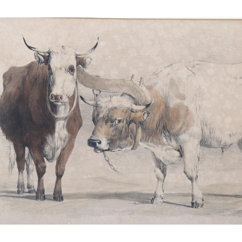 636 - Thomas Sidney Cooper, a set of 4 hand coloured engravings, studies of cattle, mounted in 2 frames, o... 