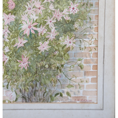 697 - E S Spencer, wall flowers, watercolours, signed, 47cm x 35cm, framed