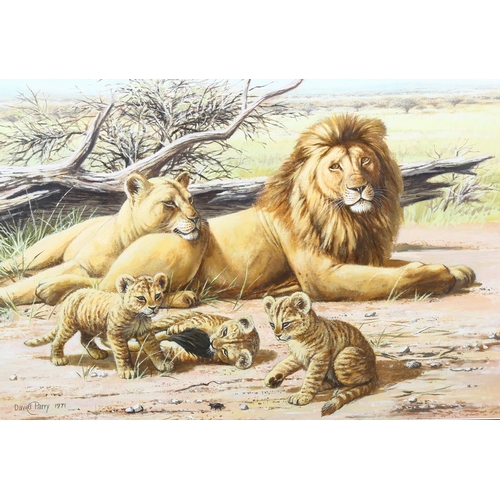 782 - David Parry (born 1942), study of lions and cubs, watercolour, 1971, 52cm x 74cm, framed