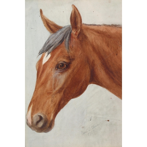 821 - Esme Tinne, portrait of a horse, watercolour, signed and dated 1917, 35cm x 24cm, framed