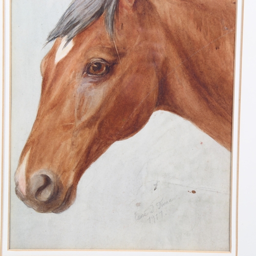 821 - Esme Tinne, portrait of a horse, watercolour, signed and dated 1917, 35cm x 24cm, framed