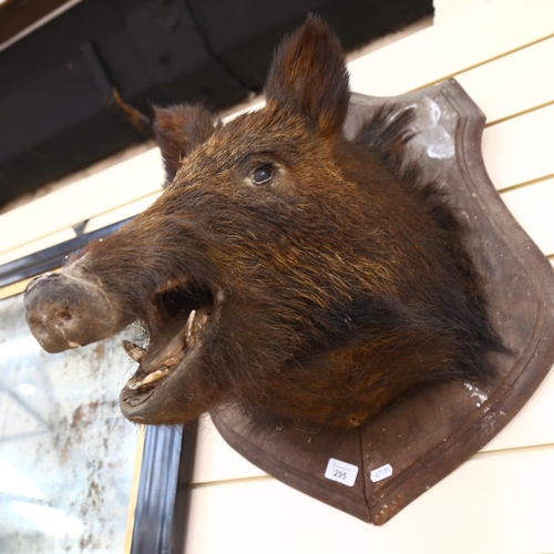 295 - TAXIDERMY - a boars head on wooden shield plaque, L56cm