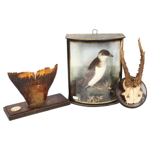 72 - TAXIDERMY - a small wading bird, mounted in a bow-front case, case height 26.5cm, a pair of small mo... 