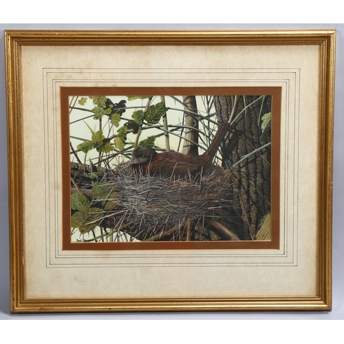 510 - Paul Dawson (born 1946), a nesting thrush, gouache, signed, 22cm x 30cm, framed