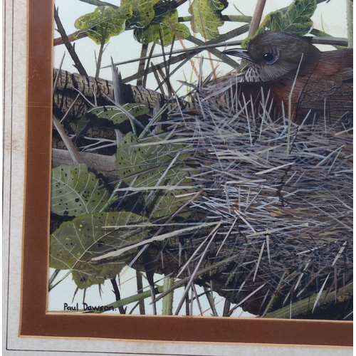 510 - Paul Dawson (born 1946), a nesting thrush, gouache, signed, 22cm x 30cm, framed