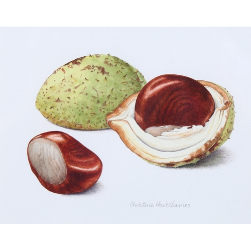 636 - Christine Hart-Davies, conkers, watercolour, signed, 10cm x 12cm, framed