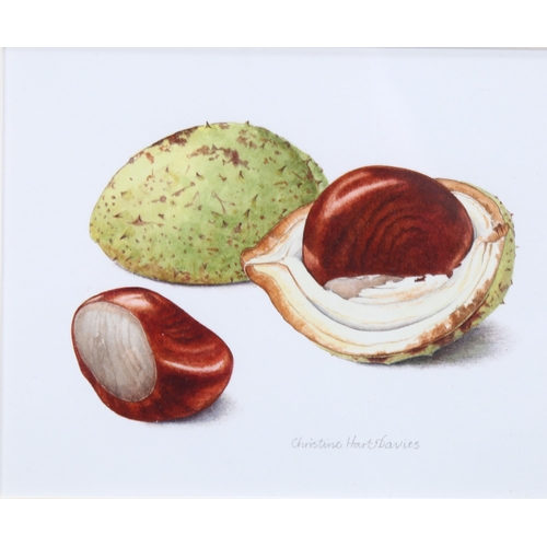 636 - Christine Hart-Davies, conkers, watercolour, signed, 10cm x 12cm, framed