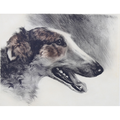 653 - Kurt Maeyer-Eberhardt, dog's head, coloured etching, signed in pencil, plate 25cm x 30cm, framed