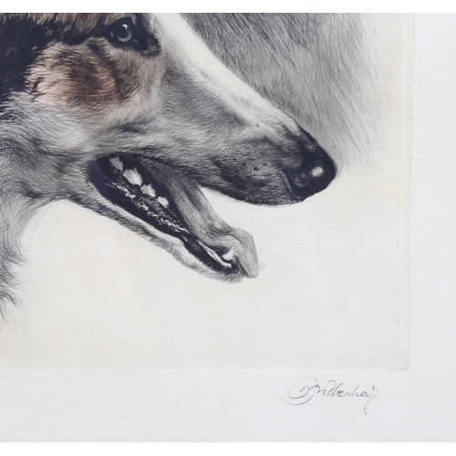 653 - Kurt Maeyer-Eberhardt, dog's head, coloured etching, signed in pencil, plate 25cm x 30cm, framed