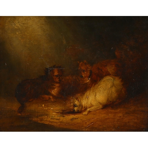 729 - Manner of George Armfield, Terriers ratting, pair of 19th century oils on canvas laid on board, unsi... 