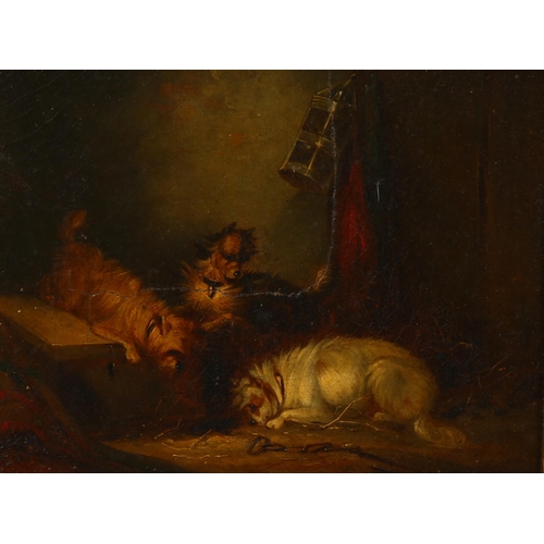 729 - Manner of George Armfield, Terriers ratting, pair of 19th century oils on canvas laid on board, unsi... 