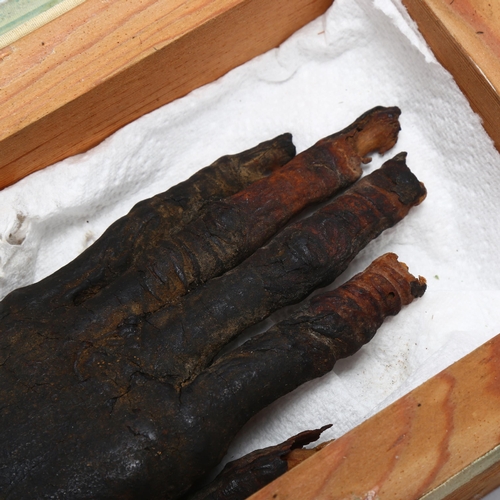 123 - An Ancient Egyptian mummified hand