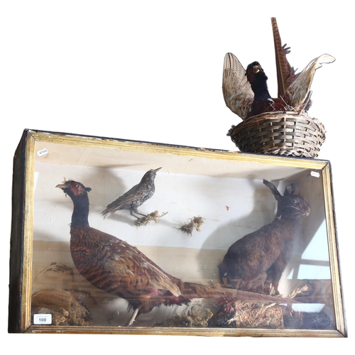 100 - TAXIDERMY - a cased study of a pheasant, rabbit and 2 starlings, case width 81cm, height 48cm, depth... 