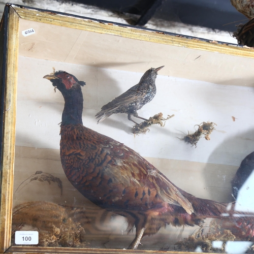 100 - TAXIDERMY - a cased study of a pheasant, rabbit and 2 starlings, case width 81cm, height 48cm, depth... 