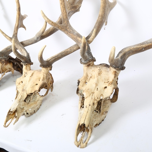 34 - TAXIDERMY - 3 similar stag antlers, complete with petrified skulls, tallest approx 76cm