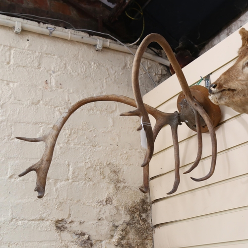 35 - TAXIDERMY - a pair of stag antlers mounted on a circular pine panel, length approx 45cm