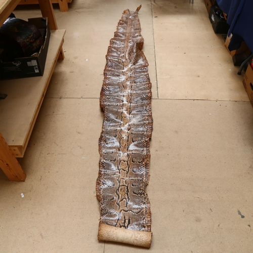 407 - A python skin, L365cm