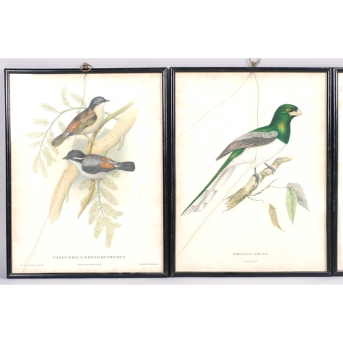 238 - Gould & Richter, set of 4 ornithological studies, colour lithographs, 38cm x 28cm, framed