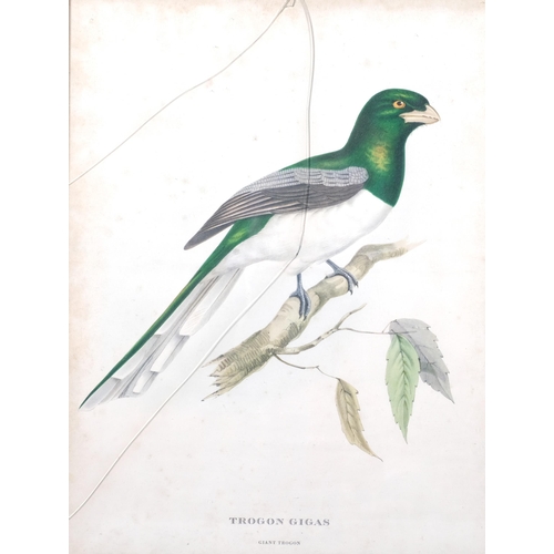 238 - Gould & Richter, set of 4 ornithological studies, colour lithographs, 38cm x 28cm, framed