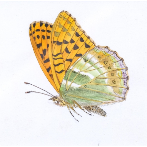 283 - Brian Hargreaves (1935-2011), watercolour on paper, Silver Washed Fritillary, 8cm x 8cm, mounted, gl... 