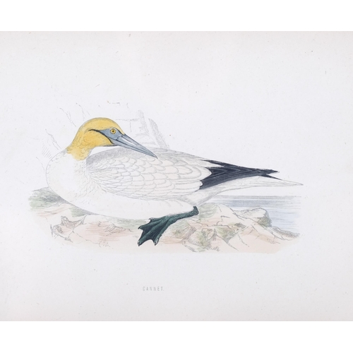 286 - Francis Orpen Morris (1810-1893), hand-coloured engraving on paper, Gannet from Morris’s British Bir... 