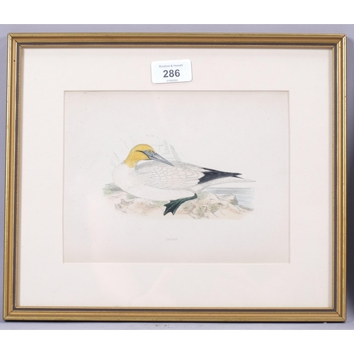 286 - Francis Orpen Morris (1810-1893), hand-coloured engraving on paper, Gannet from Morris’s British Bir... 