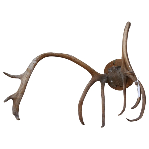 570 - TAXIDERMY - a pair of stag antlers mounted on a circular pine panel, length approx 45cm