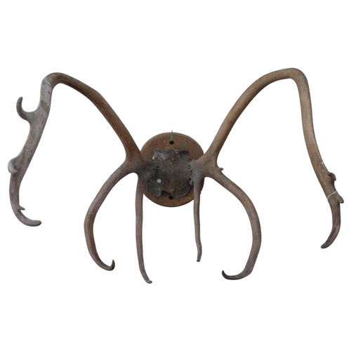 570 - TAXIDERMY - a pair of stag antlers mounted on a circular pine panel, length approx 45cm