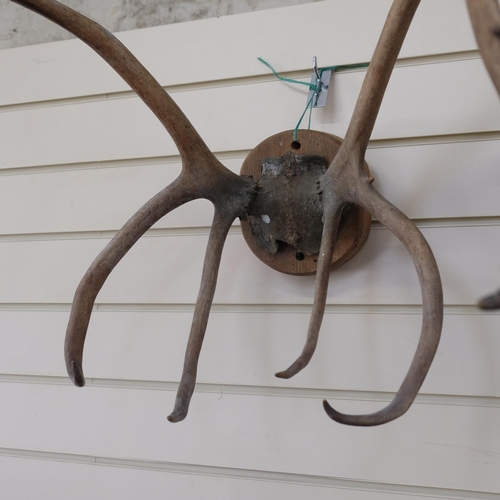 570 - TAXIDERMY - a pair of stag antlers mounted on a circular pine panel, length approx 45cm