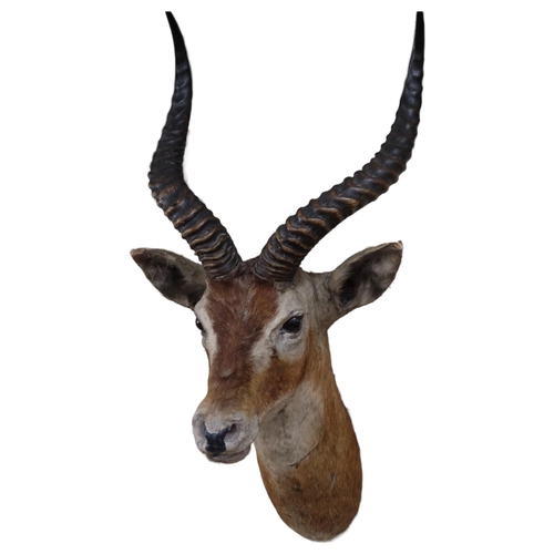 581 - TAXIDERMY - an antelope's head and shoulder with shaped horns, unmounted, depth 45cm