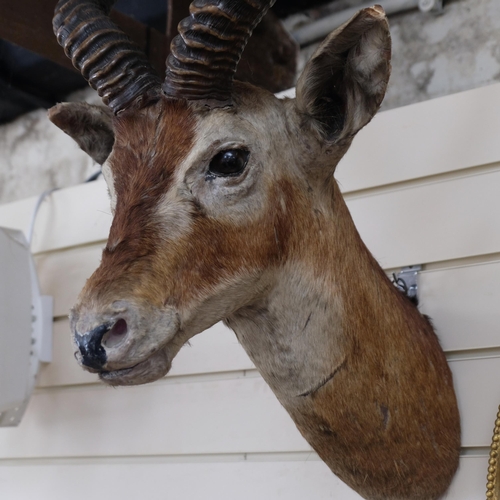 581 - TAXIDERMY - an antelope's head and shoulder with shaped horns, unmounted, depth 45cm