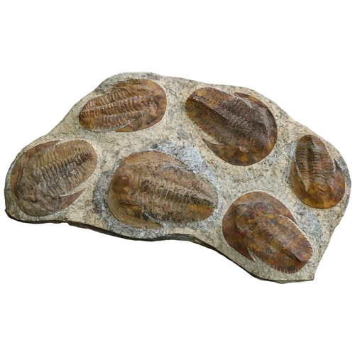 317 - A large prehistoric fossilised trilobite plaque, Jurassic Period circa 450 million years old, length... 