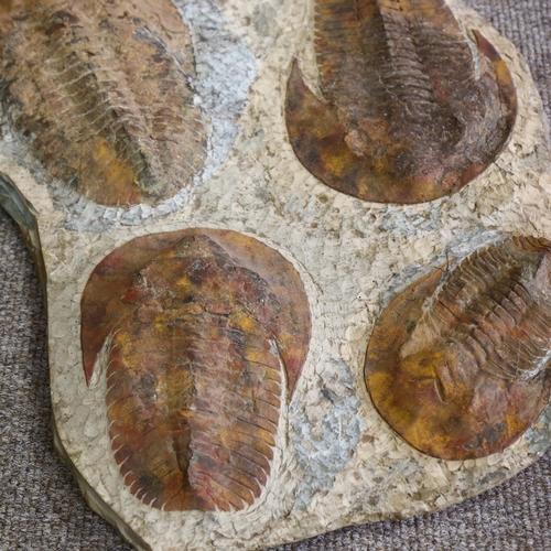 317 - A large prehistoric fossilised trilobite plaque, Jurassic Period circa 450 million years old, length... 