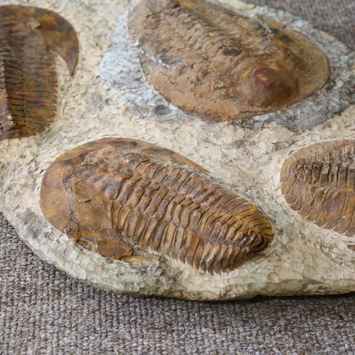 317 - A large prehistoric fossilised trilobite plaque, Jurassic Period circa 450 million years old, length... 