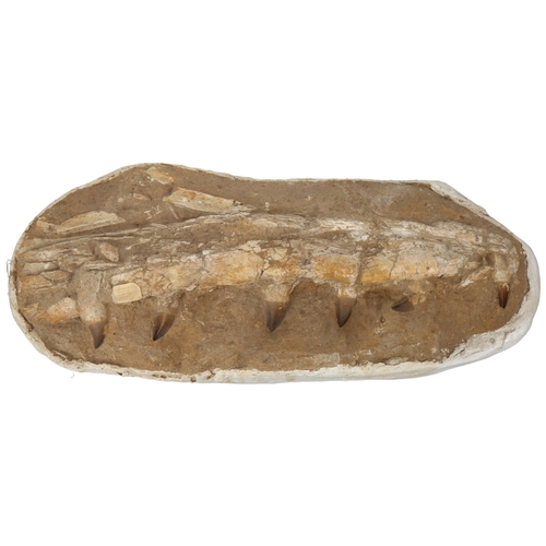 321 - A large prehistoric fossil mosasaurus jaw and teeth, 66 - 82 million years old, length approx 79cm