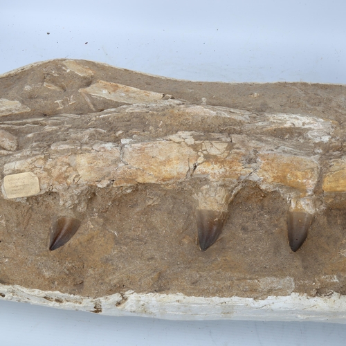 321 - A large prehistoric fossil mosasaurus jaw and teeth, 66 - 82 million years old, length approx 79cm