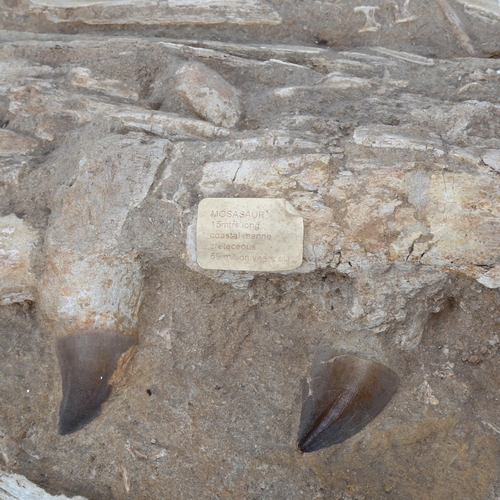 321 - A large prehistoric fossil mosasaurus jaw and teeth, 66 - 82 million years old, length approx 79cm