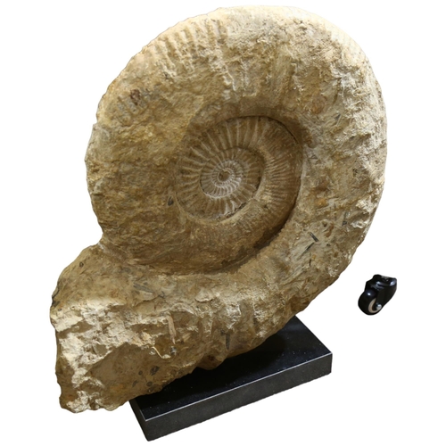 326 - A large prehistoric fossilised ammonite, mounted on granite base, height 55cm