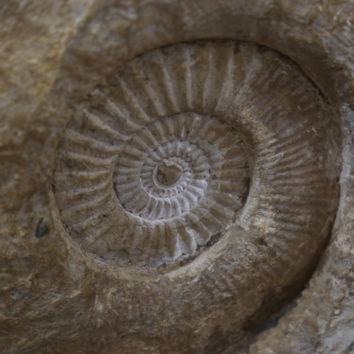 326 - A large prehistoric fossilised ammonite, mounted on granite base, height 55cm