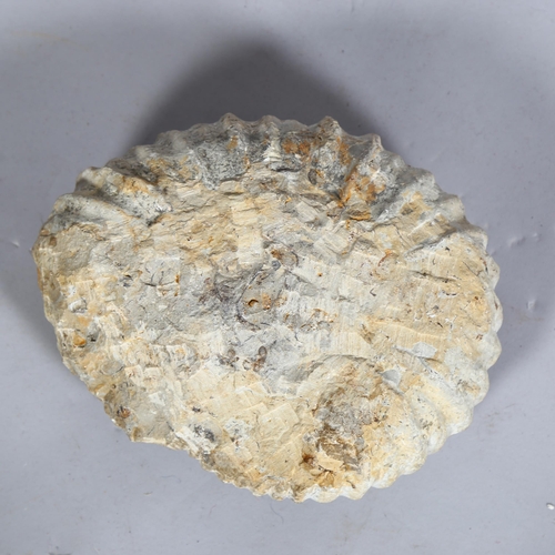 396 - A large Amonite fossil, length 23cm