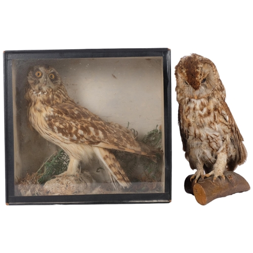 117 - TAXIDERMY - 2 Tawny owls, 1 cased