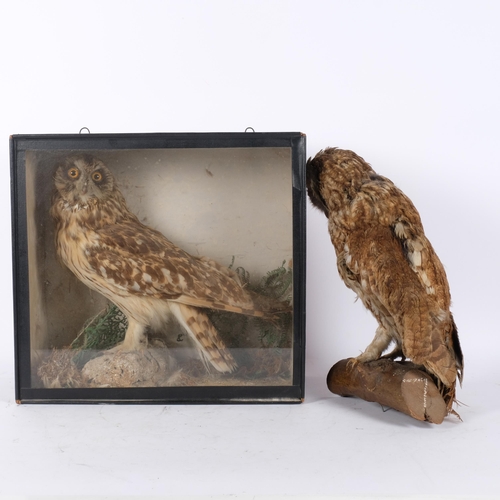 117 - TAXIDERMY - 2 Tawny owls, 1 cased