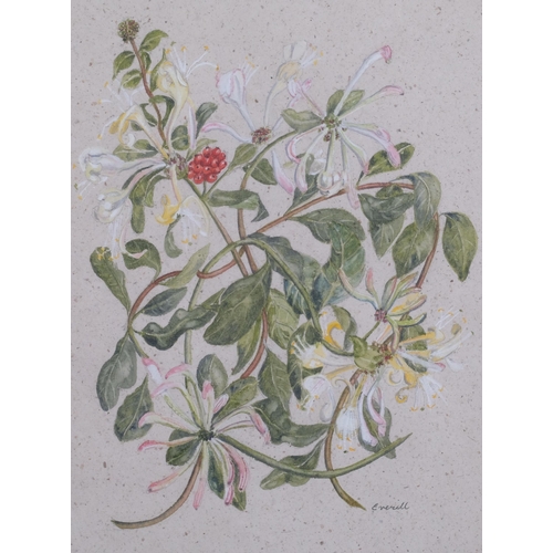 369 - Everill, botanical study, watercolour on handmade paper, signed, 36cm x 26cm, framed