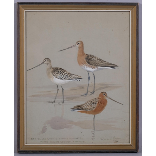 472 - Roland Green, bar tailed godwit, watercolour, signed, 30cm x 24cm, framed