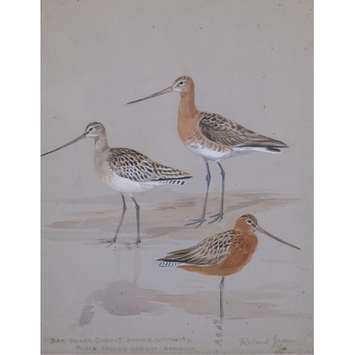 472 - Roland Green, bar tailed godwit, watercolour, signed, 30cm x 24cm, framed