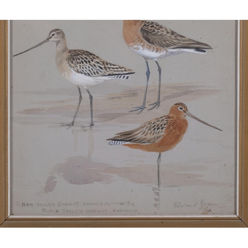 472 - Roland Green, bar tailed godwit, watercolour, signed, 30cm x 24cm, framed