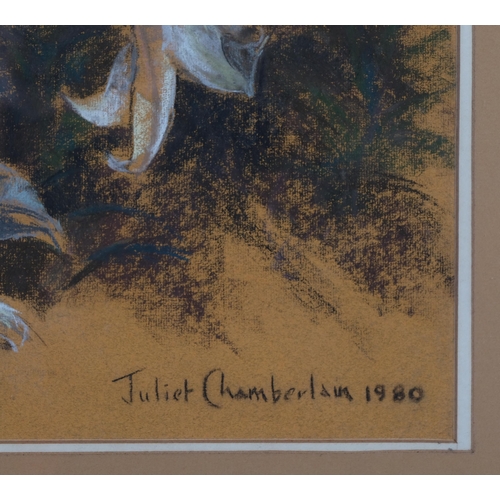 532 - Juliet Chamberlain (XX), coloured pastels on paper, Wayward Lilies, signed and dated 1980, 62cm x 44... 